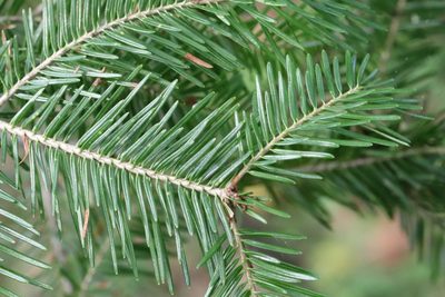 Abies nephrolepis, photographed by Nina Filippova