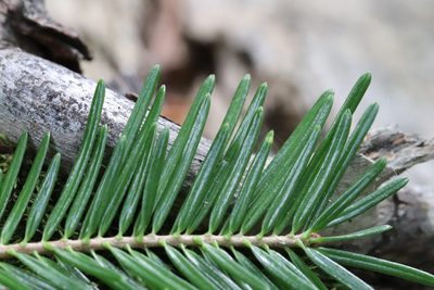 Abies nephrolepis, photographed by Nina Filippova