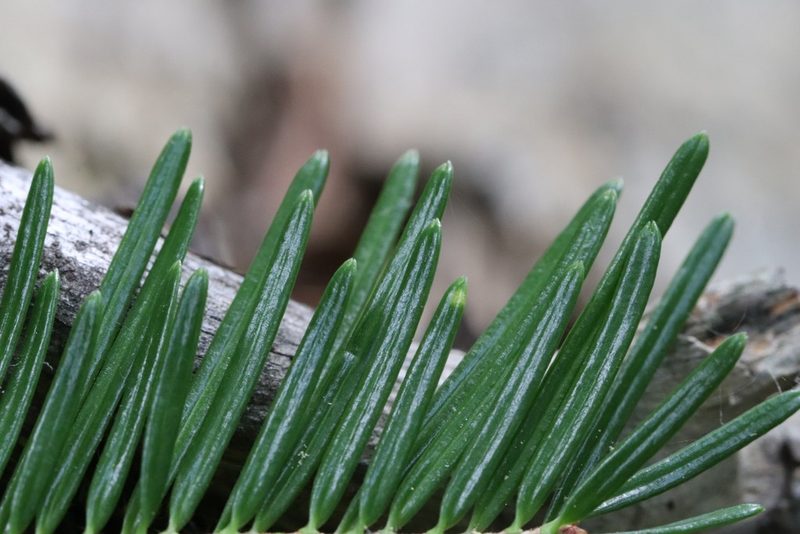 Abies nephrolepis, photographed by Nina Filippova