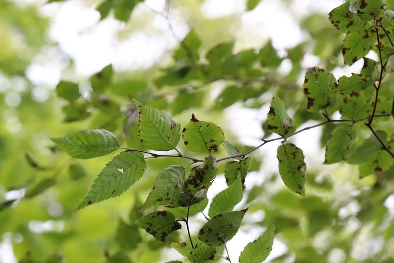 Betula costata, photographed by Nina Filippova
