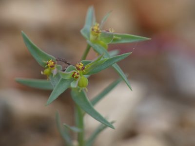 Euphorbia exigua, photographed by Yves Bas