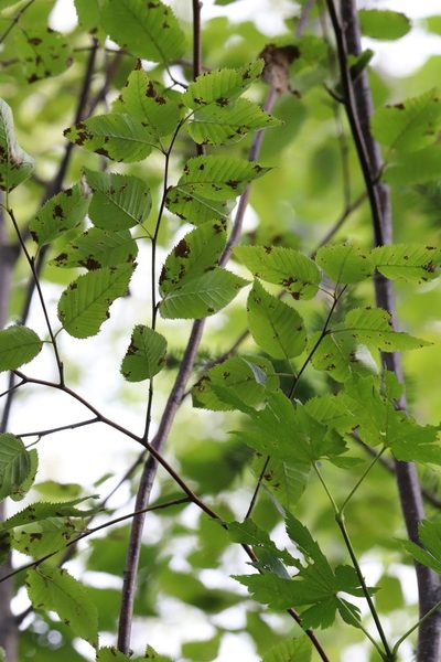 Betula costata, photographed by Nina Filippova