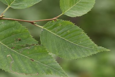 Betula costata, photographed by Nina Filippova