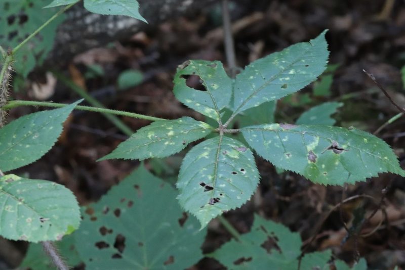 Eleutherococcus senticosus, photographed by Nina Filippova