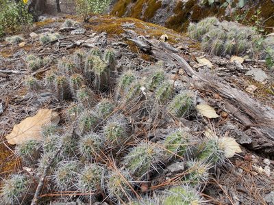 Echinocereus salm-dyckianus, photographed by Alejandro Sigala Chávez