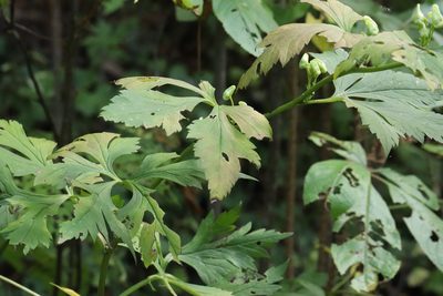 Aconitum axilliflorum, photographed by Nina Filippova