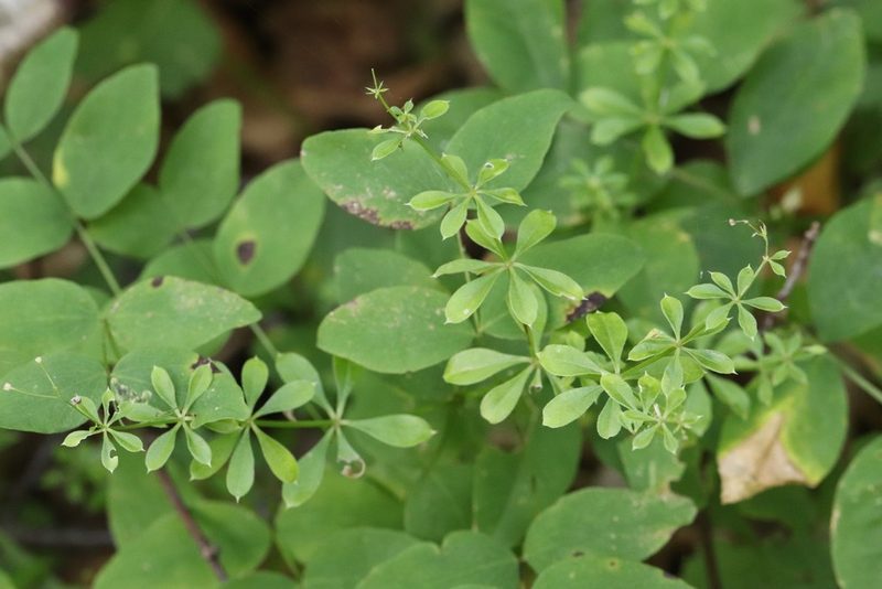 Galium dahuricum, photographed by Nina Filippova