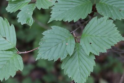 Alniaria alnifolia, photographed by Nina Filippova