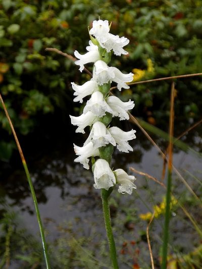 Spiranthes arcisepala, photographed by Kai Squires