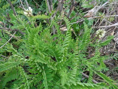 Astragalus cicer, photographed by Силаева Татьяна Борисовна