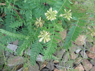 Astragalus cicer, photographed by Силаева Татьяна Борисовна