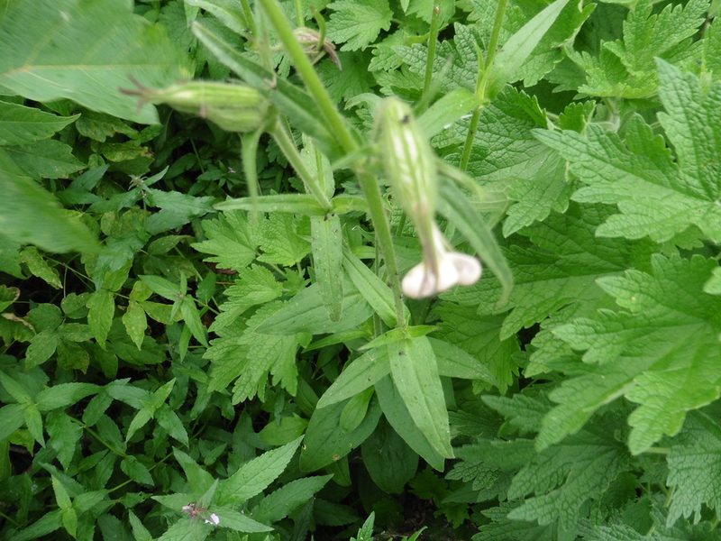 Silene noctiflora, photographed by Силаева Татьяна Борисовна