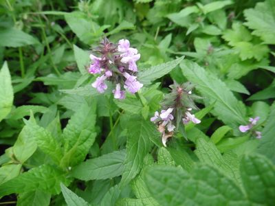 Stachys palustris, photographed by Силаева Татьяна Борисовна
