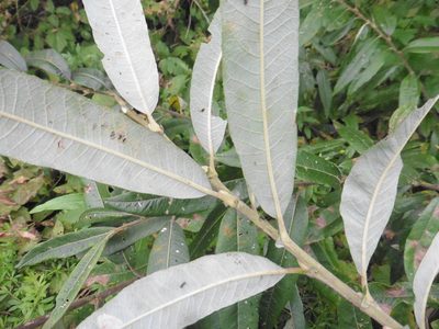 Salix gmelinii, photographed by Силаева Татьяна Борисовна