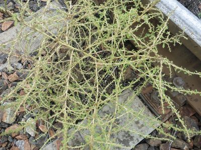 Amaranthus albus, photographed by Силаева Татьяна Борисовна