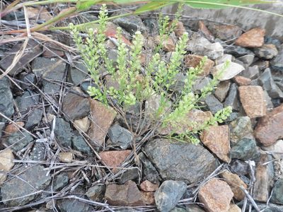 Lepidium densiflorum, photographed by Силаева Татьяна Борисовна