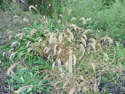 Setaria viridis, photographed by Силаева Татьяна Борисовна