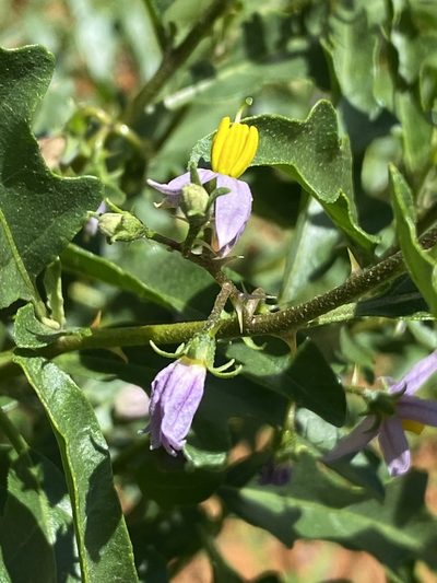 Solanum capense, photographed by Dave U