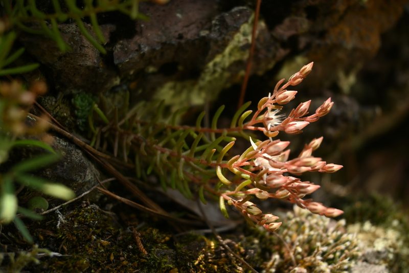 Sedum stelliforme, photographed by Dante S. Figueroa