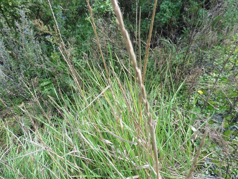 Elymus violaceus, photographed by Силаева Татьяна Борисовна
