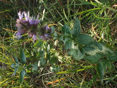 Agastache foeniculum, photographed by Mary Krieger