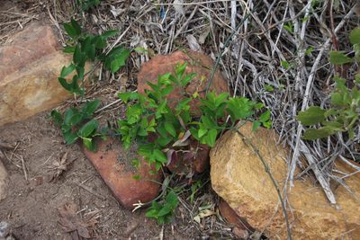 Asparagus ovatus, photographed by Tony Rebelo