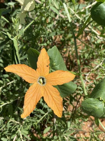 Momordica humilis, photographed by Dave U