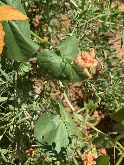 Momordica humilis, photographed by Dave U