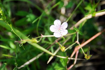 Geranium richardsonii, photographed by Paul Asman
