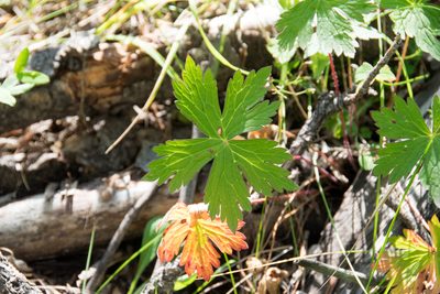 Geranium richardsonii, photographed by Paul Asman
