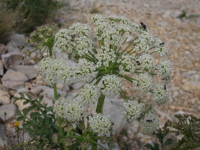 Laserpitium gallicum, photographed by Yves Bas