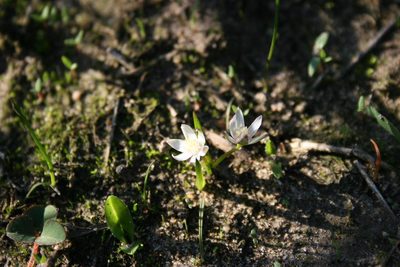 Pauridia pygmaea, photographed by Jacques van der Merwe