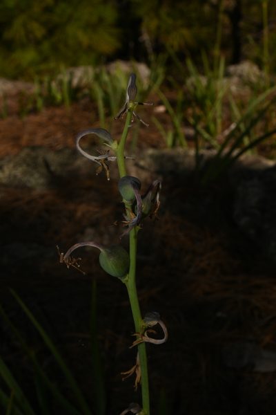 Agave singuliflora, photographed by Dante S. Figueroa