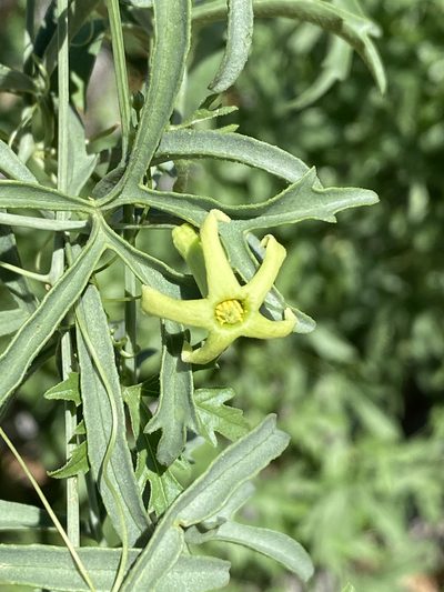 Trochomeria debilis, photographed by Dave U