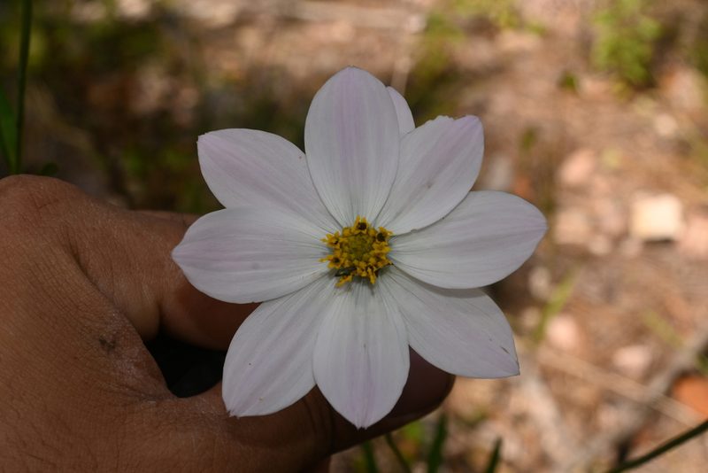 Cosmos palmeri, photographed by Dante S. Figueroa
