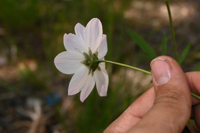 Cosmos palmeri, photographed by Dante S. Figueroa