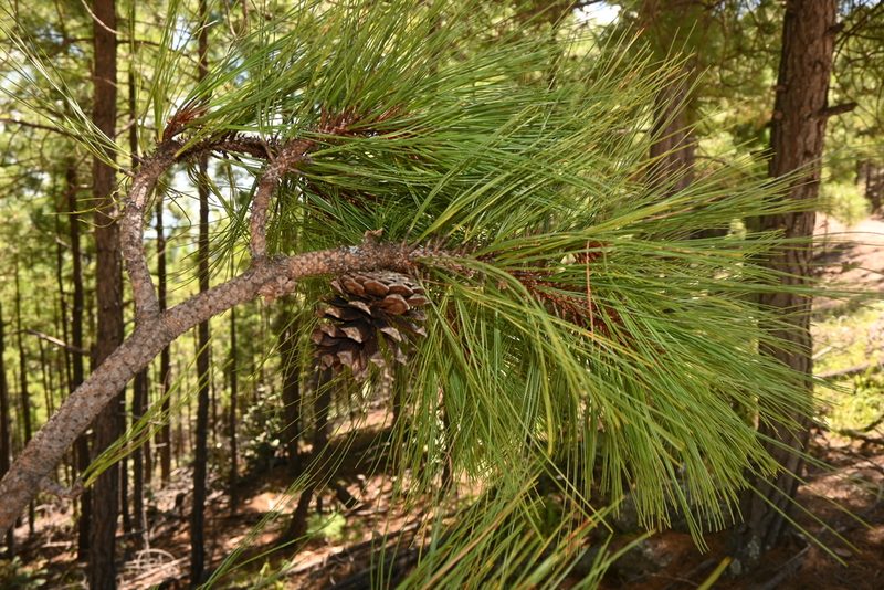 Pinus durangensis, photographed by Dante S. Figueroa