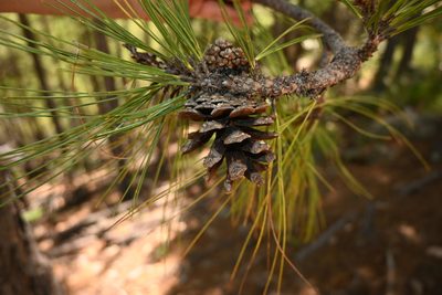 Pinus durangensis, photographed by Dante S. Figueroa