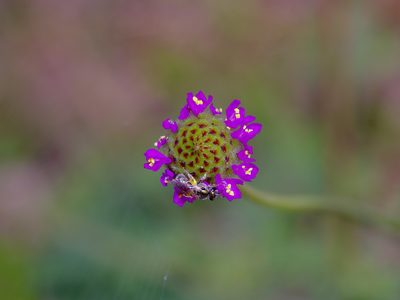 Dalea emarginata, photographed by Michelle W. （鍾偉瑋）