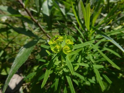 Euphorbia esula, photographed by Gabriel Mayrhofer