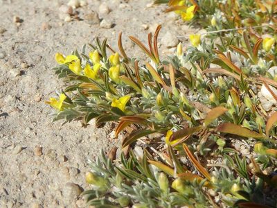 Listia heterophylla, photographed by Andrew Hankey