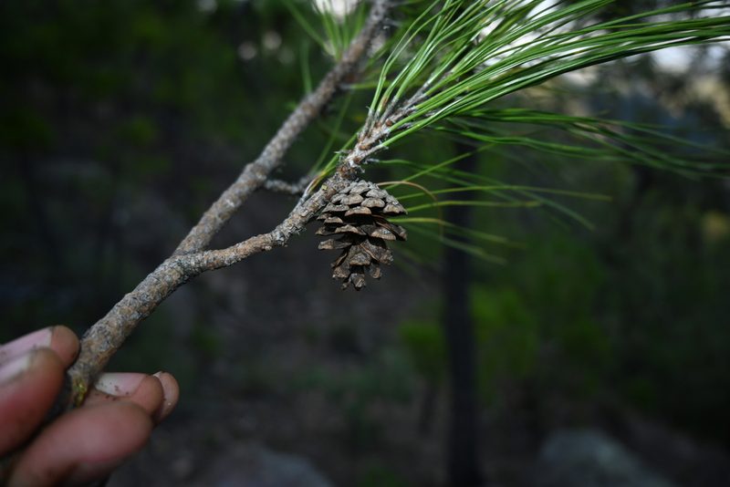 Pinus herrerae, photographed by Dante S. Figueroa