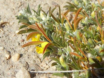 Listia heterophylla, photographed by Andrew Hankey