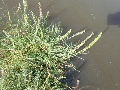 Triglochin maritima, photographed by agujaceratops
