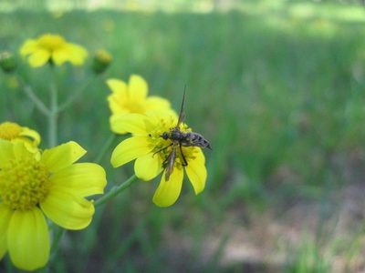Senecio littoreus, photographed by Caroline Voget
