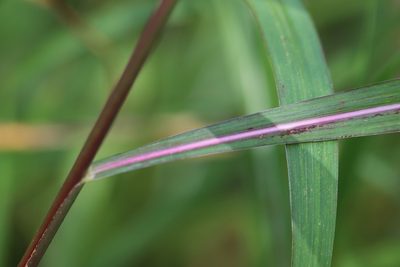 Miscanthus sacchariflorus, photographed by Nina Filippova
