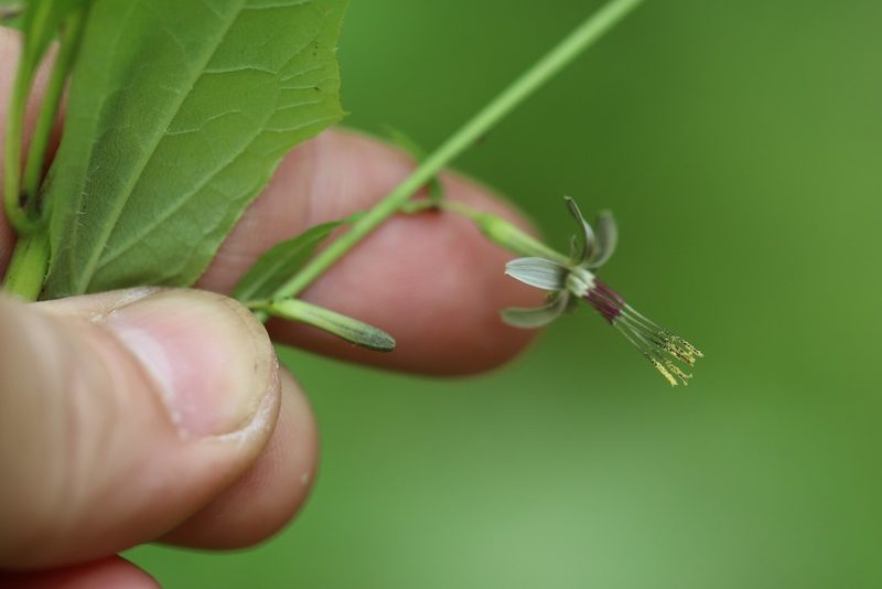 Nabalus tatarinowii, photographed by Nina Filippova