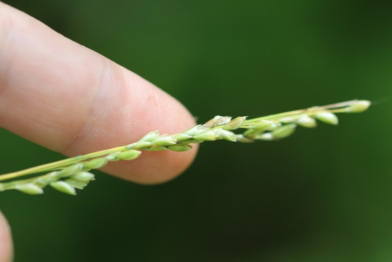 Diarrhena mandshurica, photographed by Nina Filippova