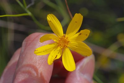 Thelesperma simplicifolium, photographed by Michelle W. （鍾偉瑋）