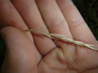 Elymus caninus, photographed by Gabriel Mayrhofer
